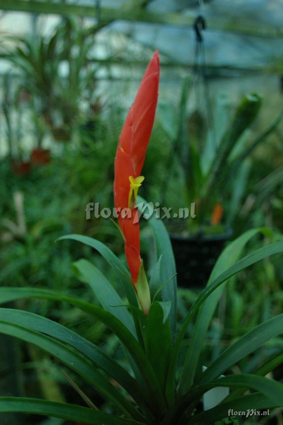 Guzmania stenostachya