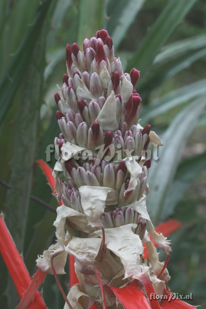 Bromelia ?antiacantha