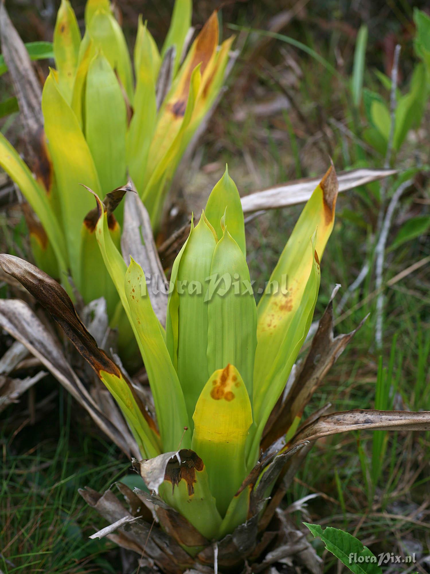 Guzmania terrestris