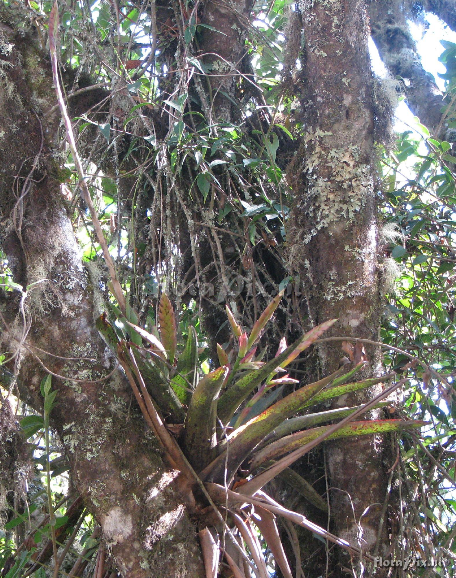 Tillandsia fendleri x complanata