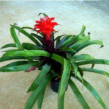 Guzmania fortuna