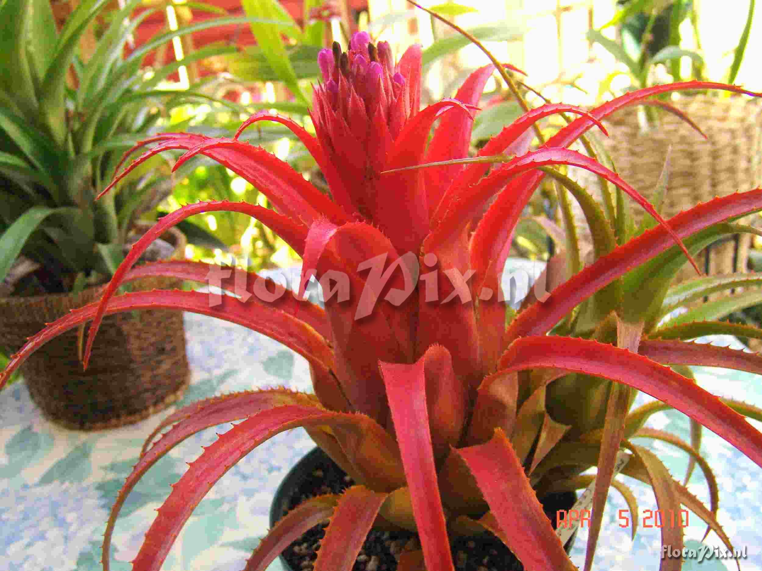 Aechmea recurvata