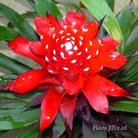 Guzmania fortuna