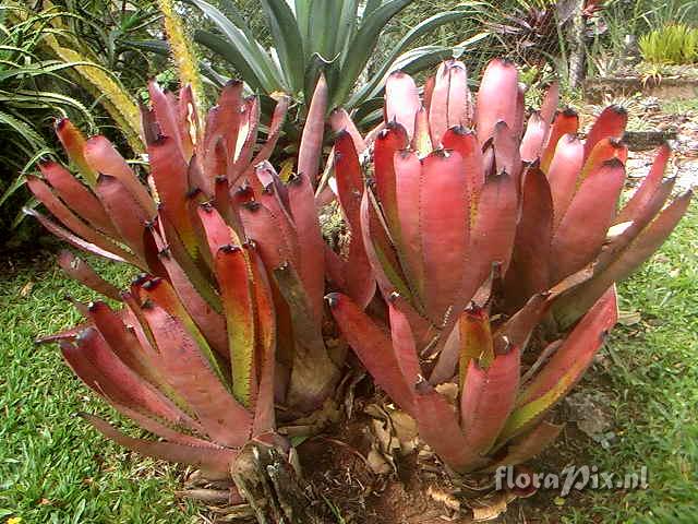 Neoregelia carcharodon var. atroviolacea(´Rainbow´