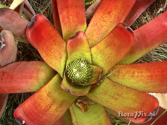 Neoregelia carcharodon v. atroviolacea(´Rainbow´)