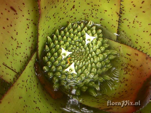 Neoregelia carcharodon var. atroviolacea(´Rainbow´