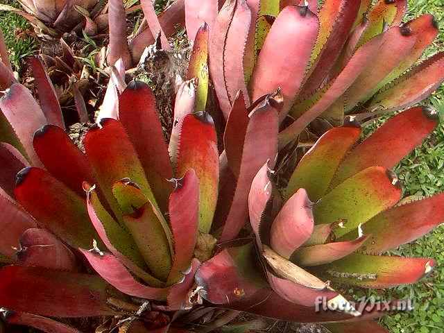 Neoregelia carcharodon v. atroviolacea(´Rainbow´)