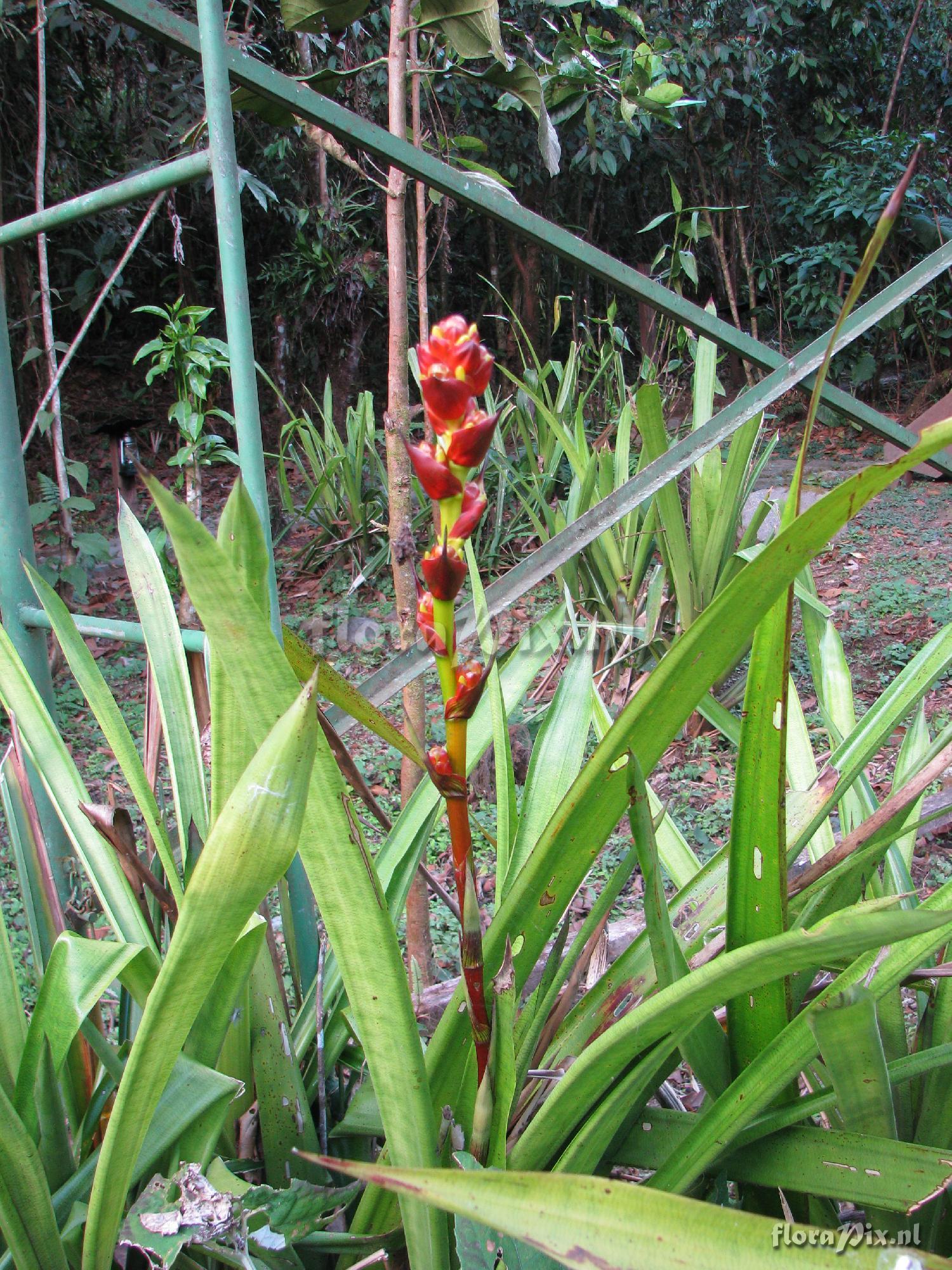 Guzmania weberbaueri