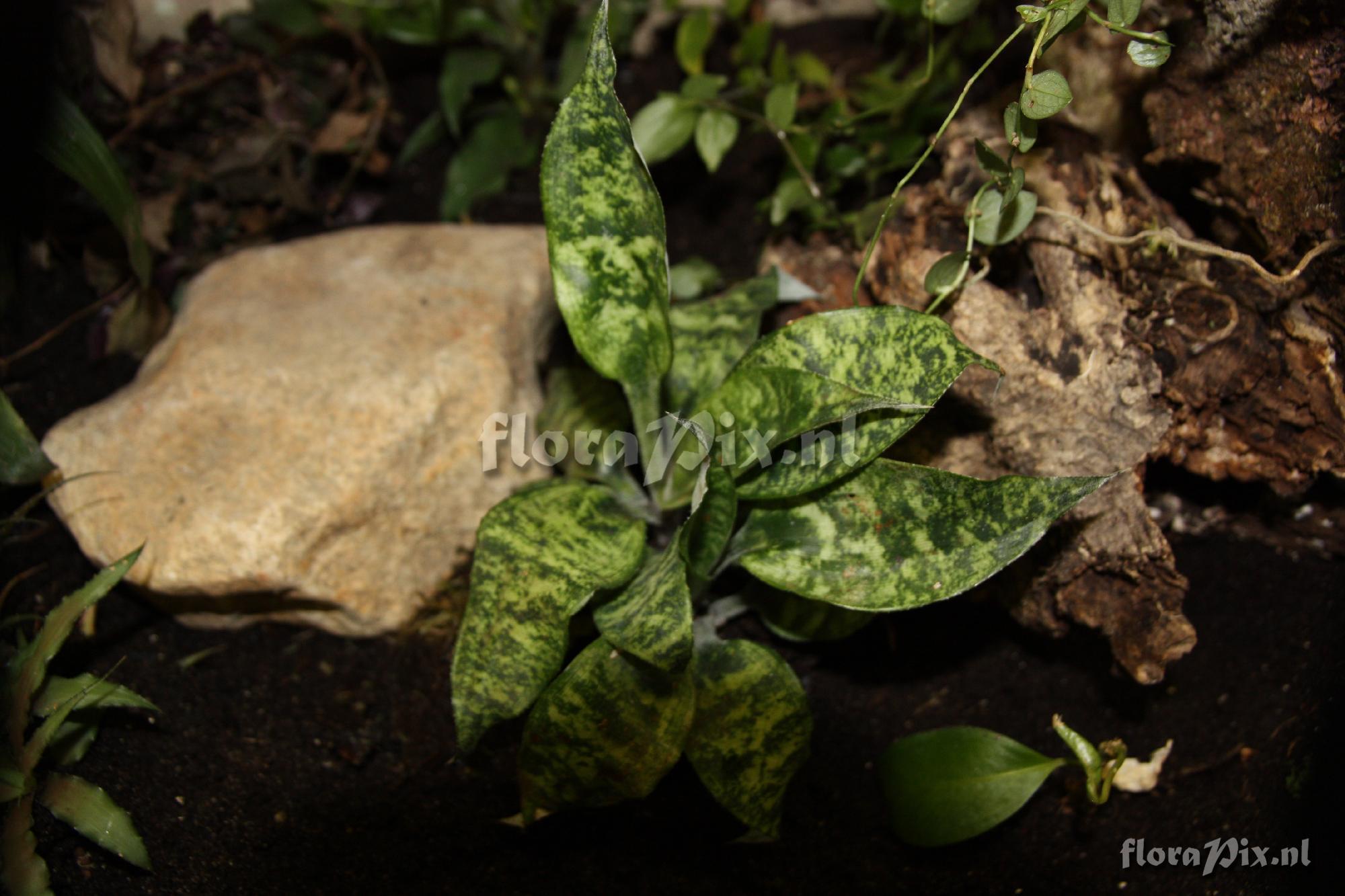 Cryptanthus beuckeri