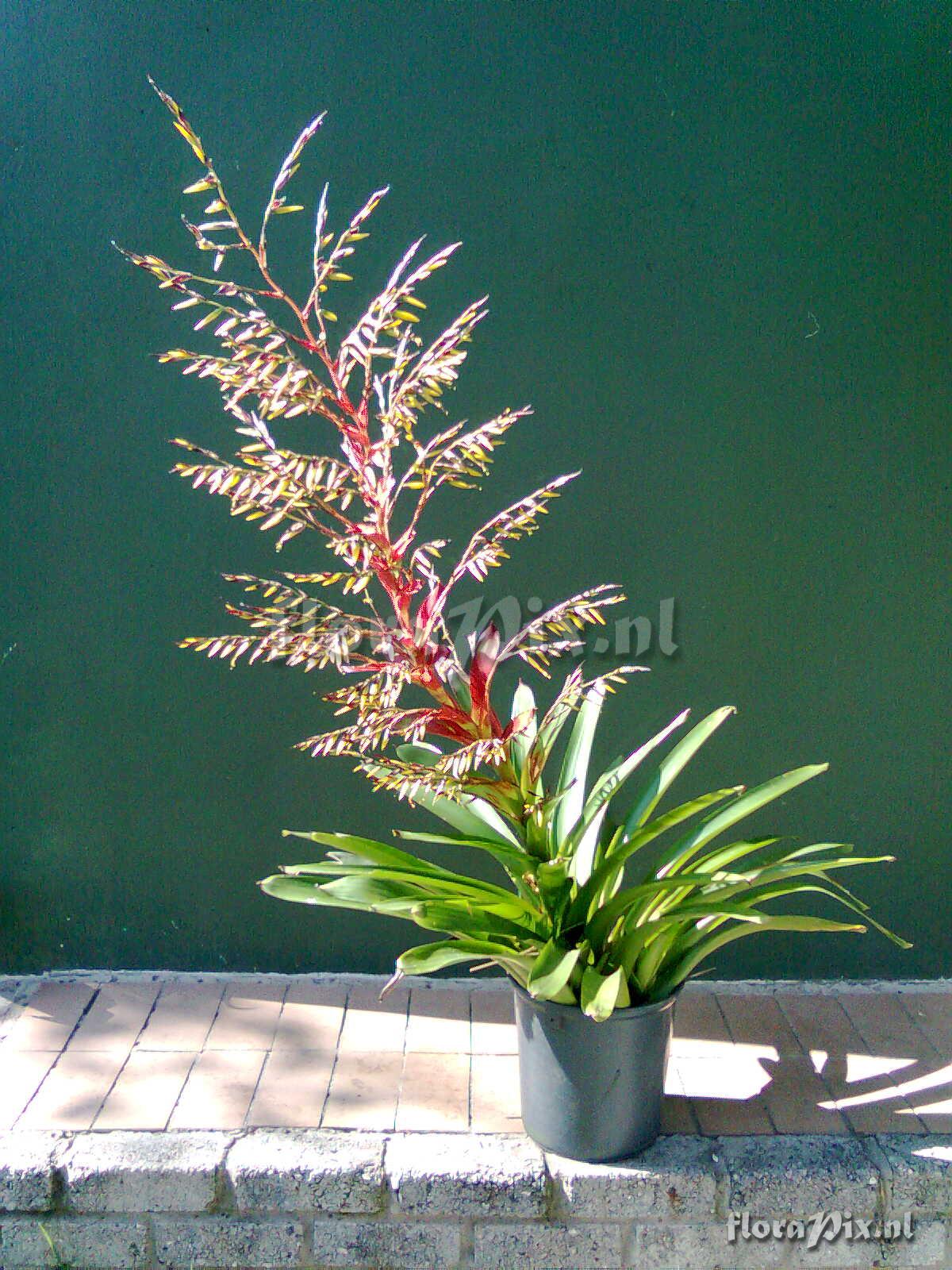 Vriesea philippo-coburgii