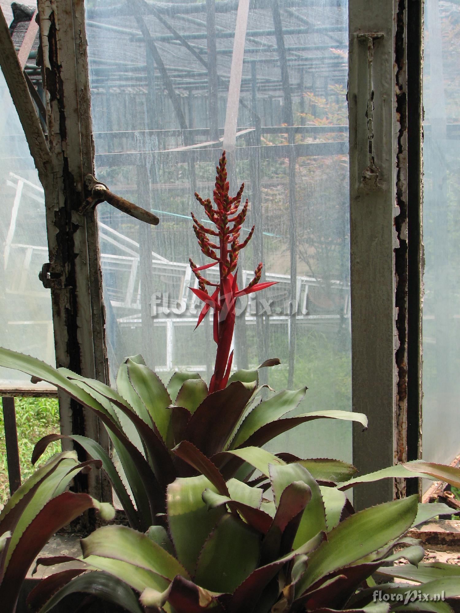 Aechmea sp