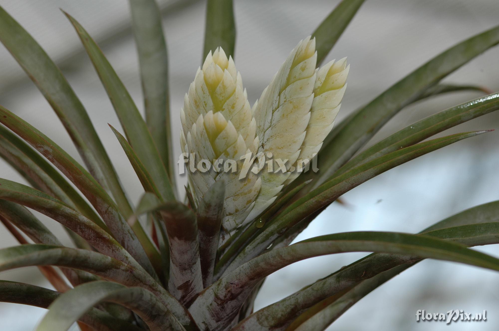 Tillandsia raackii