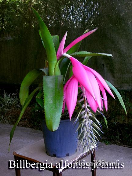 Billbergia alfonsi-joannis