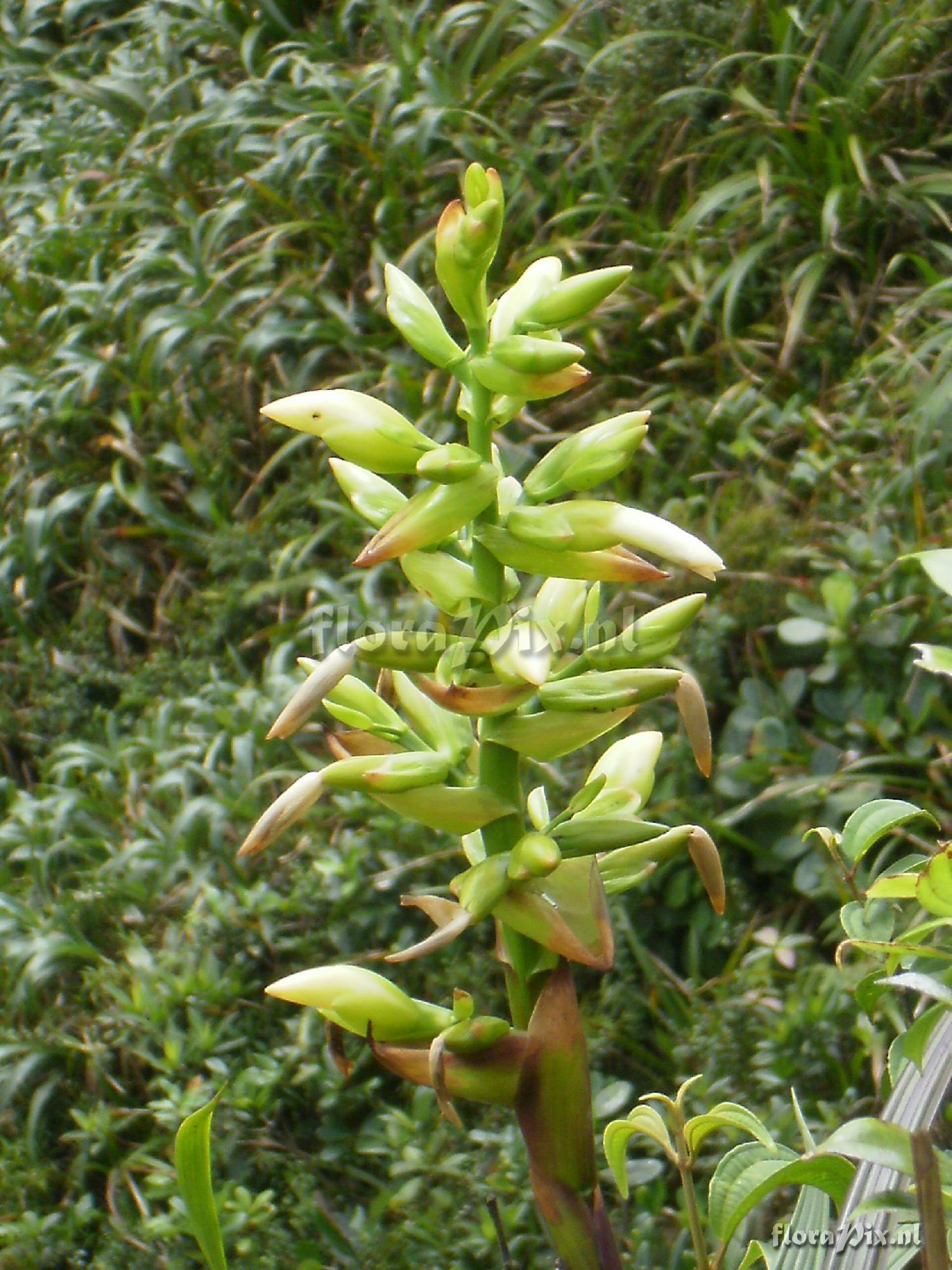 Werauhia lutheri