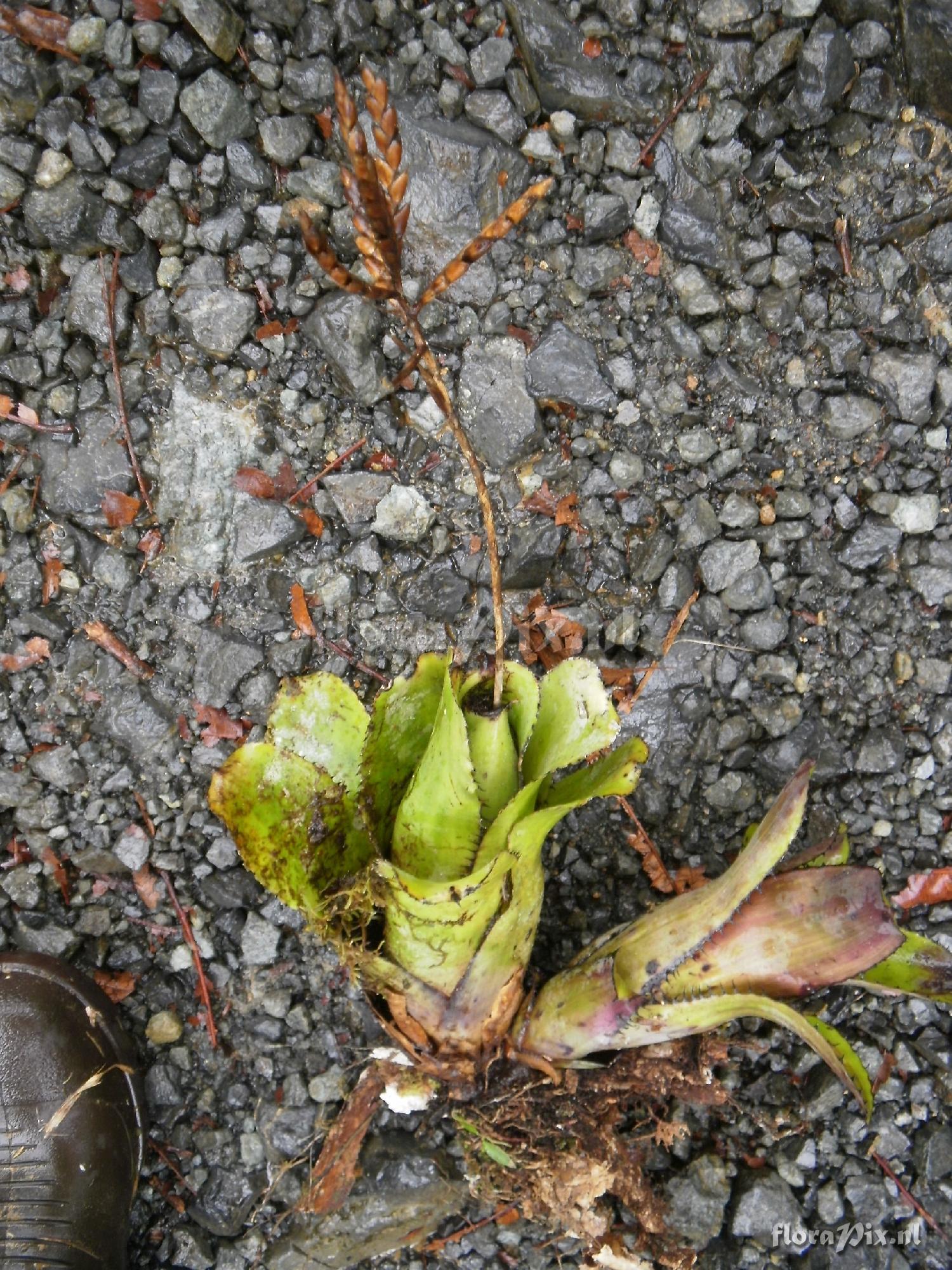 Aechmea dactylina