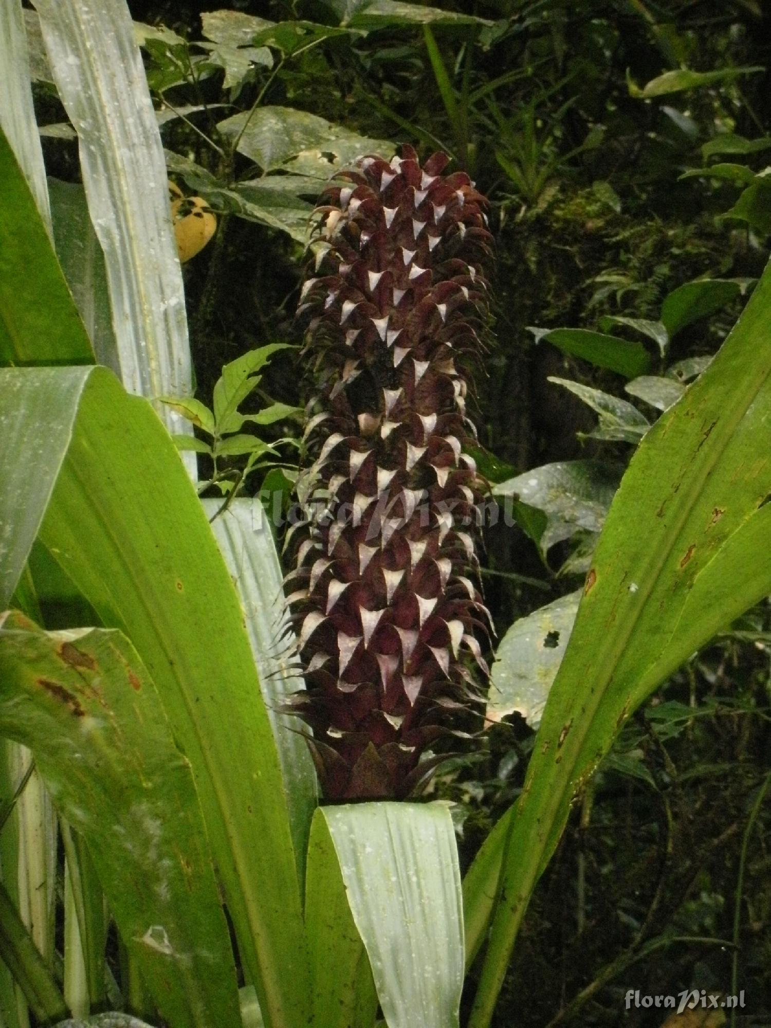 Pitcairnia funkiae