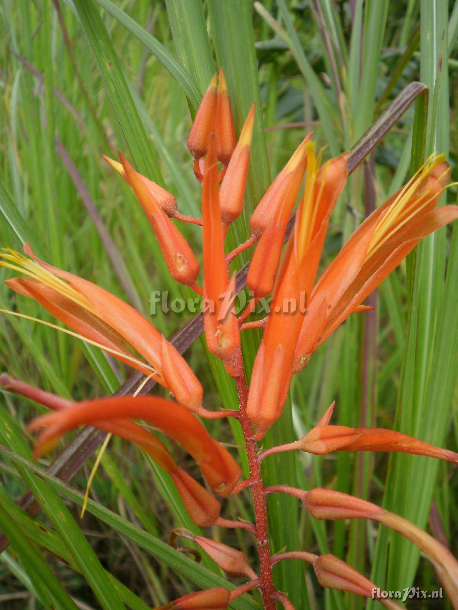Pitcairnia sp