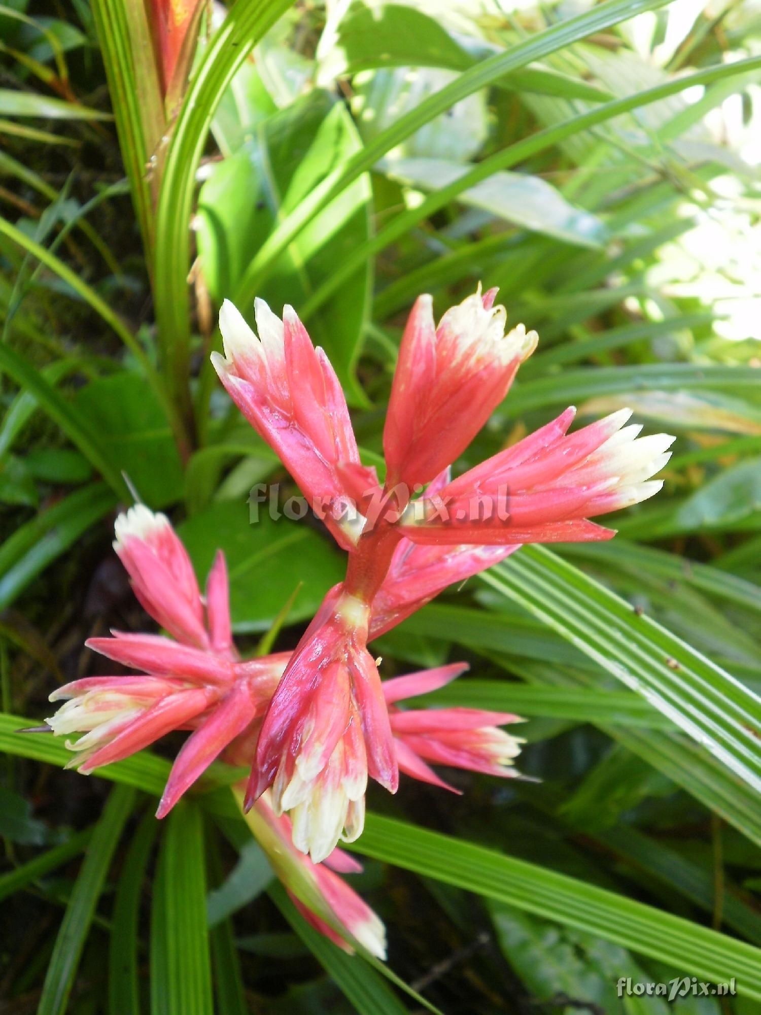 Guzmania calamifolia var. rosacea