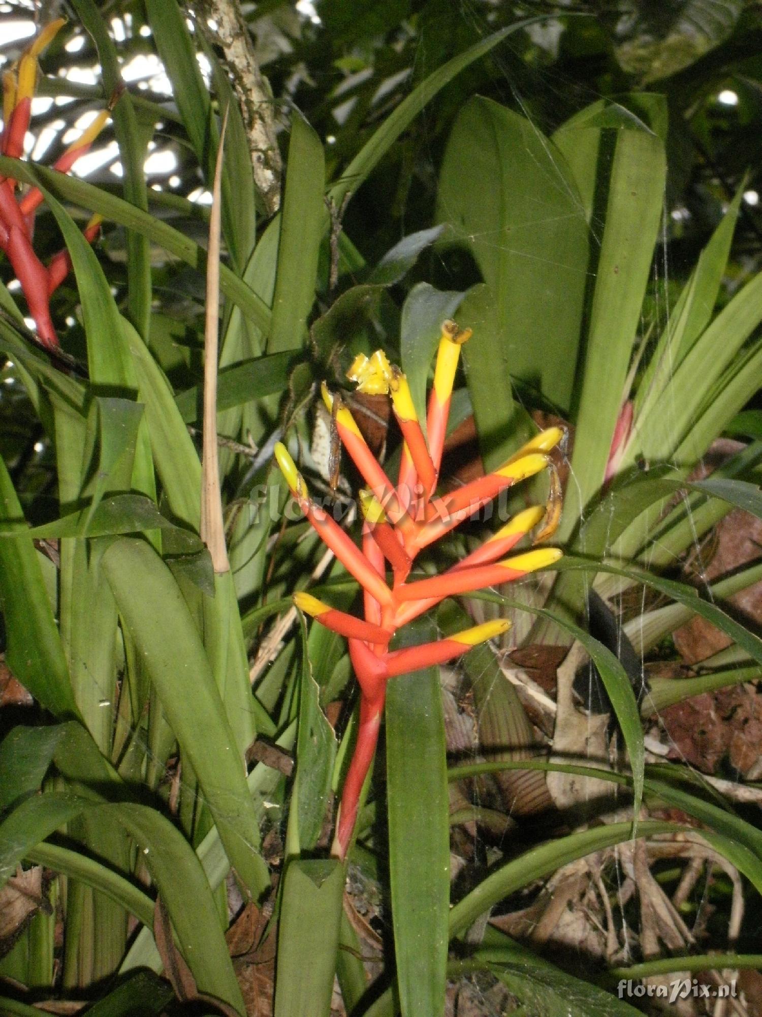 Guzmania sprucei