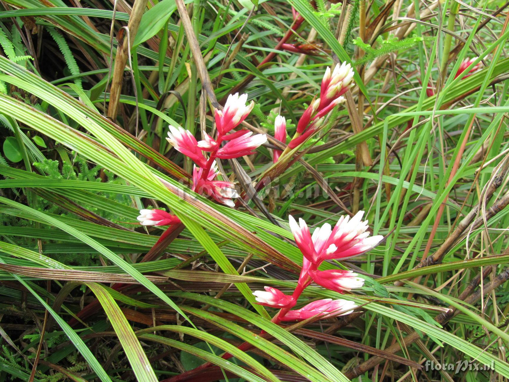 Guzmania calamifolia var. rosacea