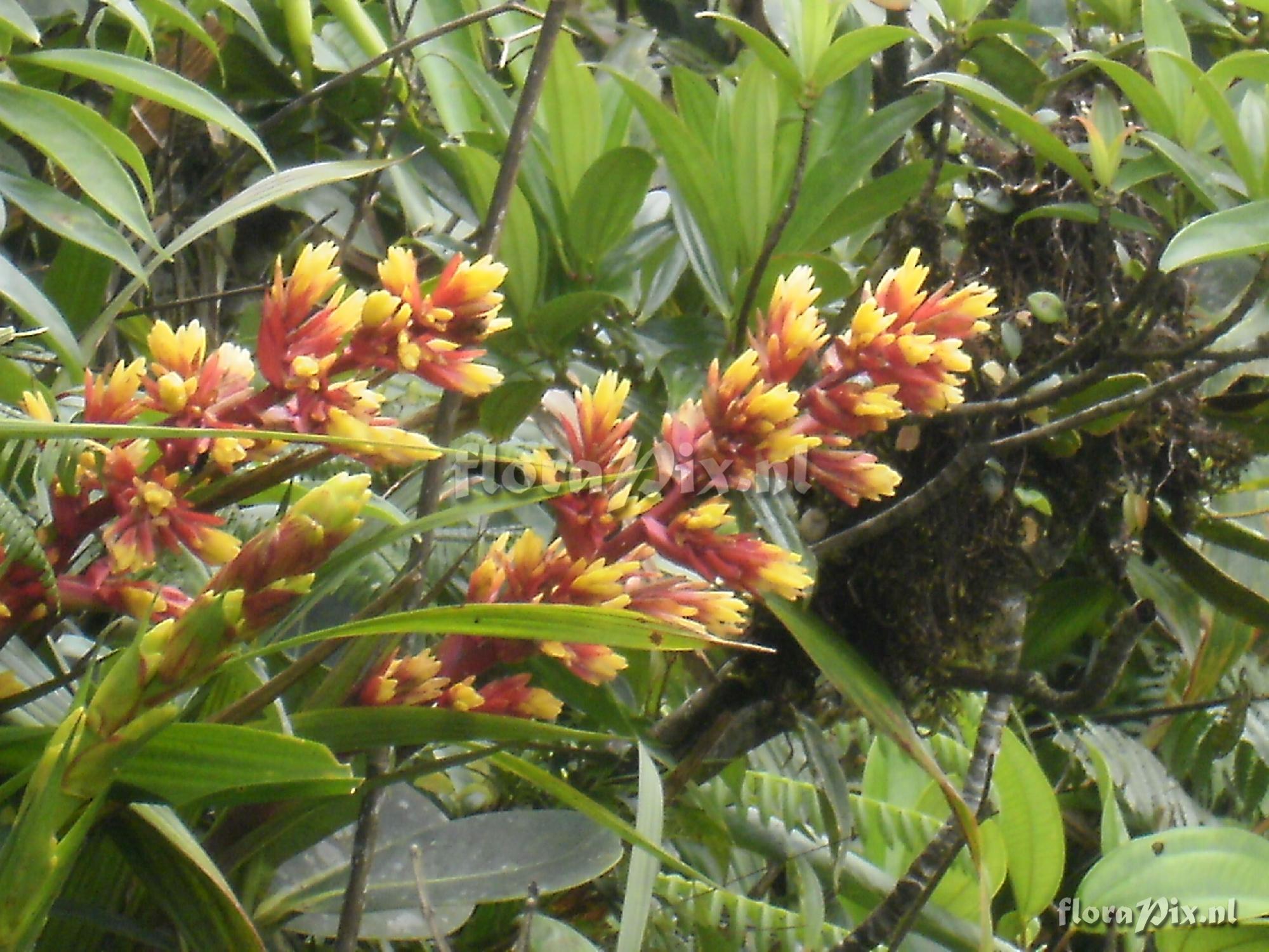 Guzmania plicatifolia