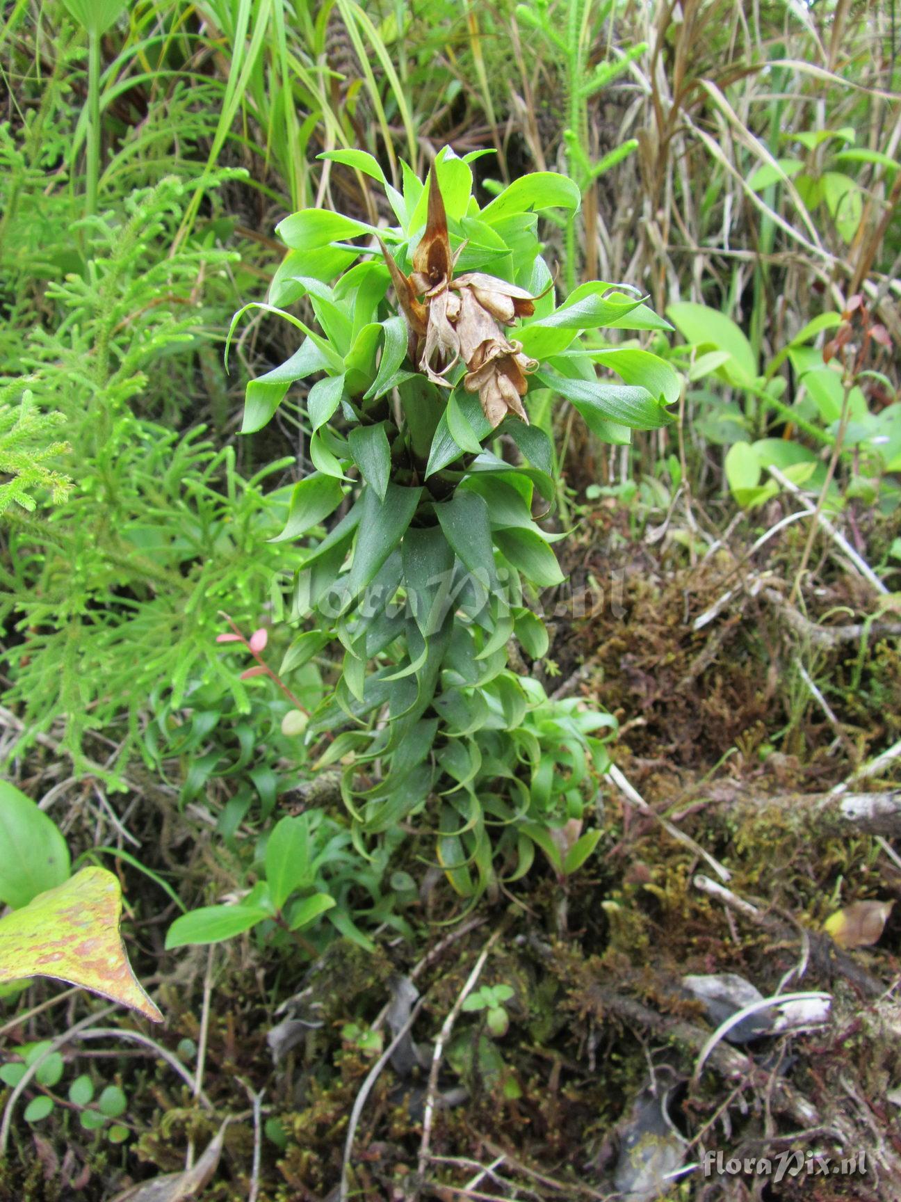 Werauhia insignis