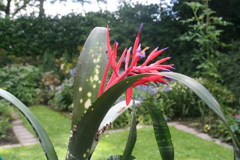 Billbergia x Virginia