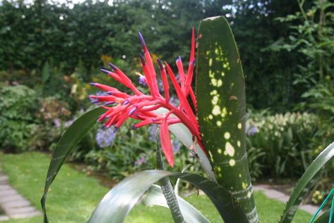 Billbergia x Virginia