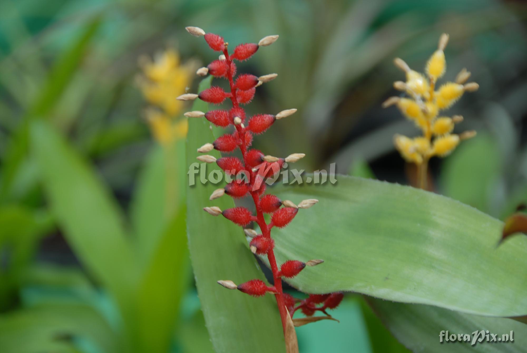 Aechmea pedicellata