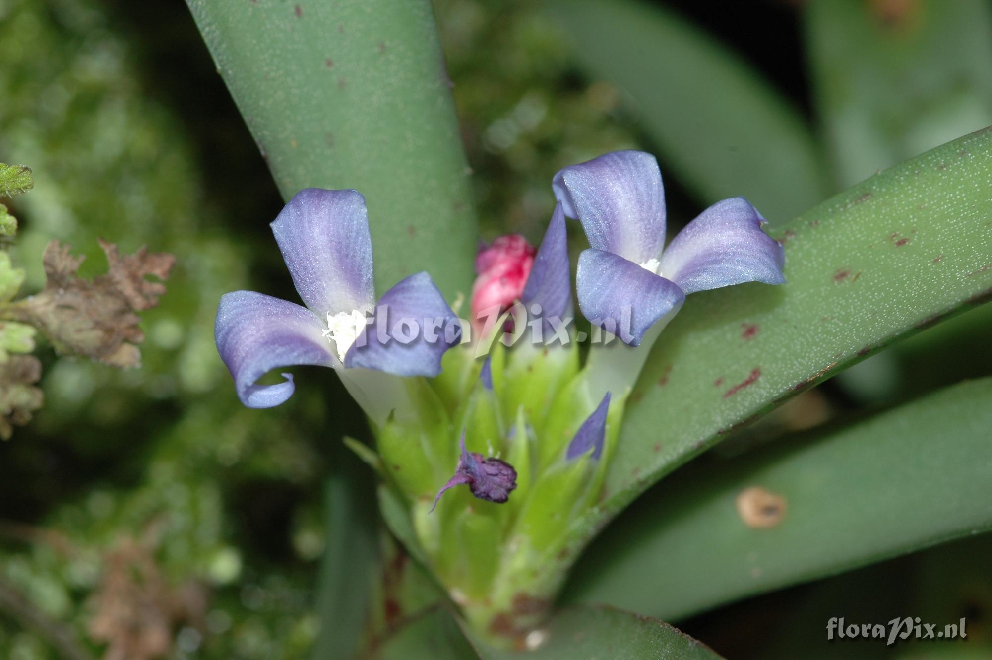 Neoregelia liliputiana