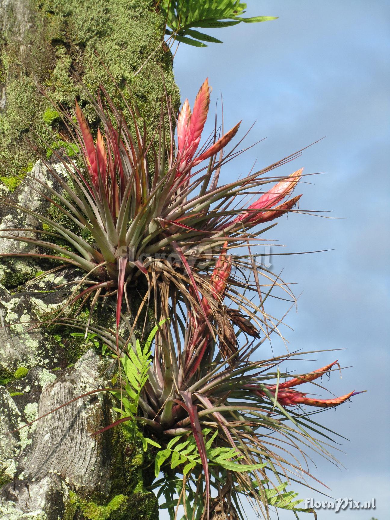 Tillandsia fasciculata (var. fasciculata?)