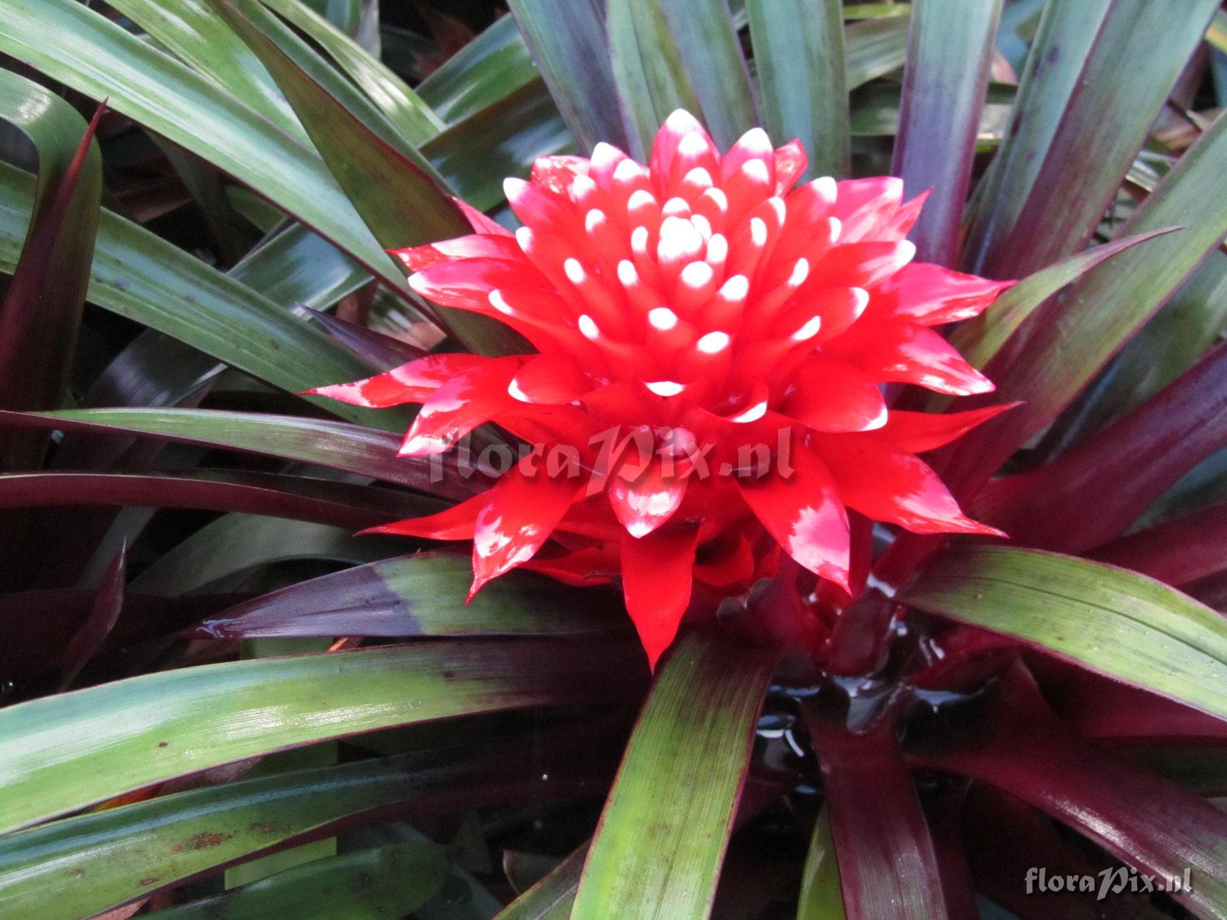 Guzmania "speciosa" H.Luther ined