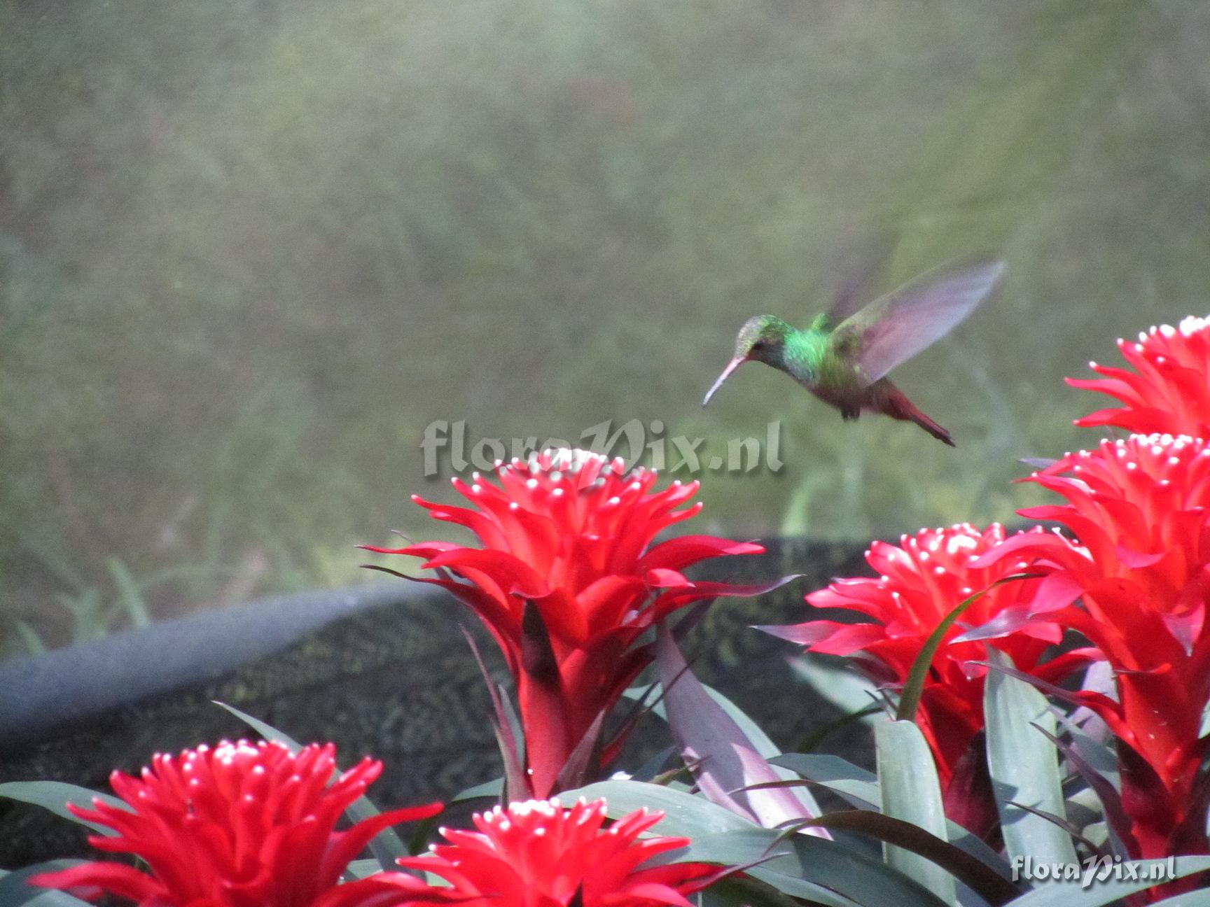 Guzmania "speciosa" H.Luther ined