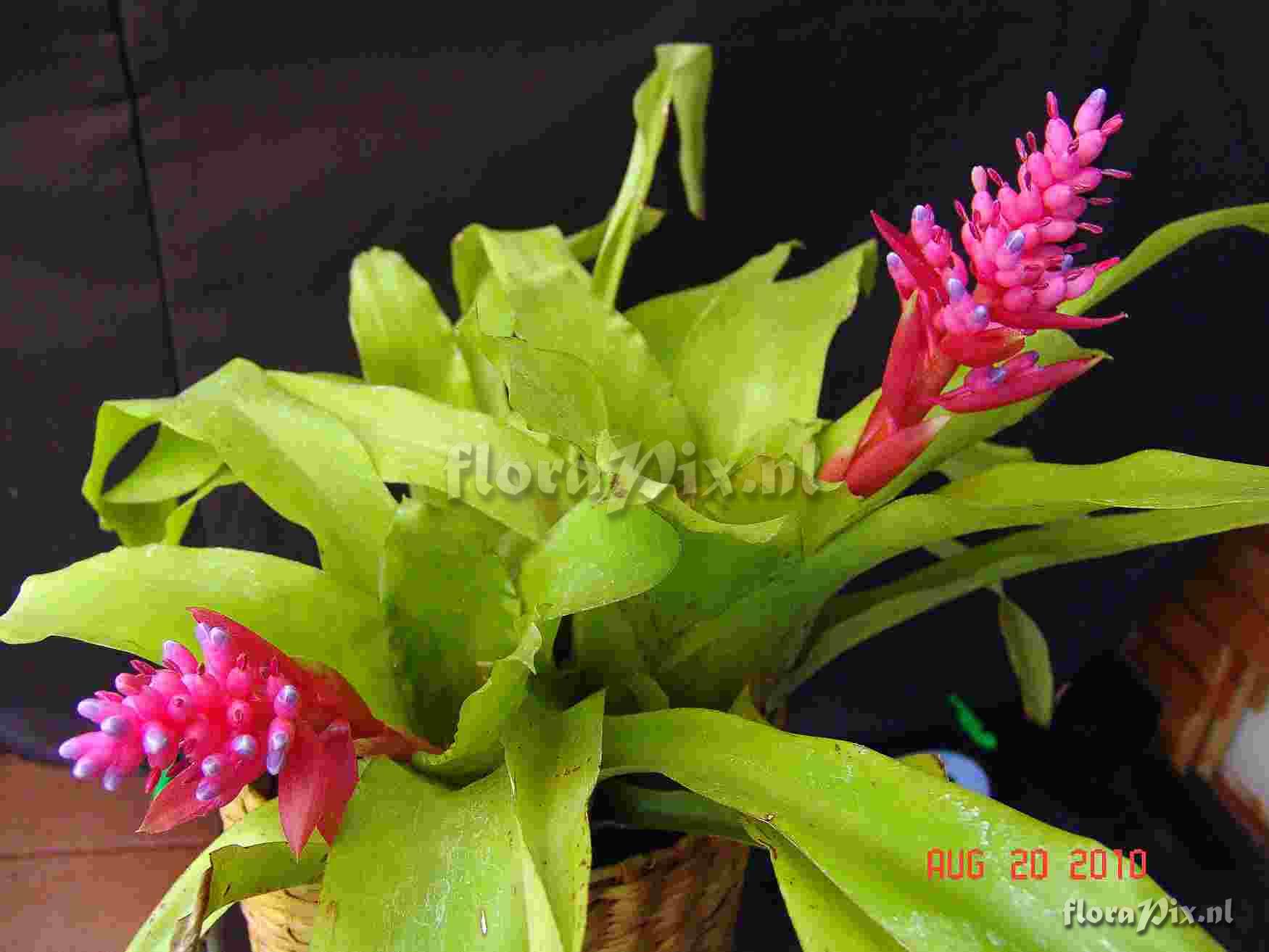 Aechmea andersonii