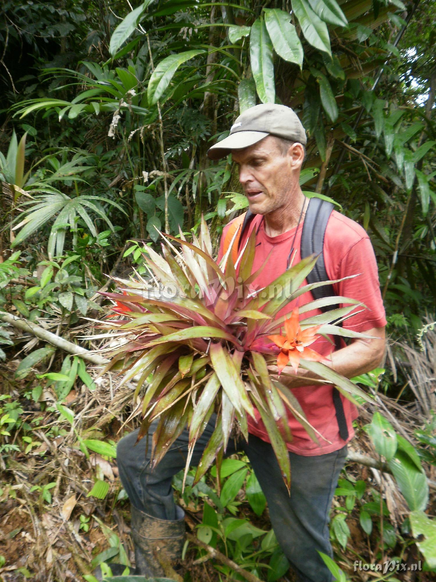 Guzmania lingulata