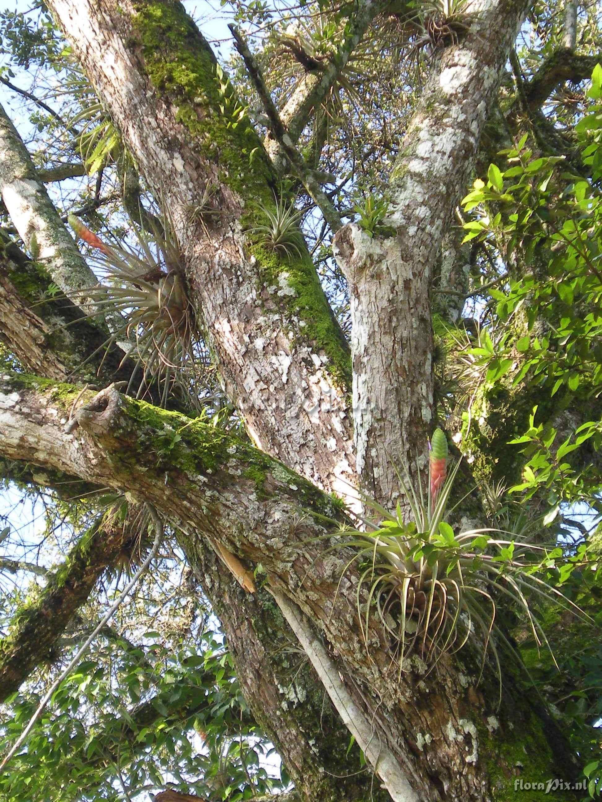 Tillandsia jalisco-monticola