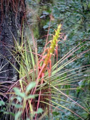 Tillandsia carlos-hankii