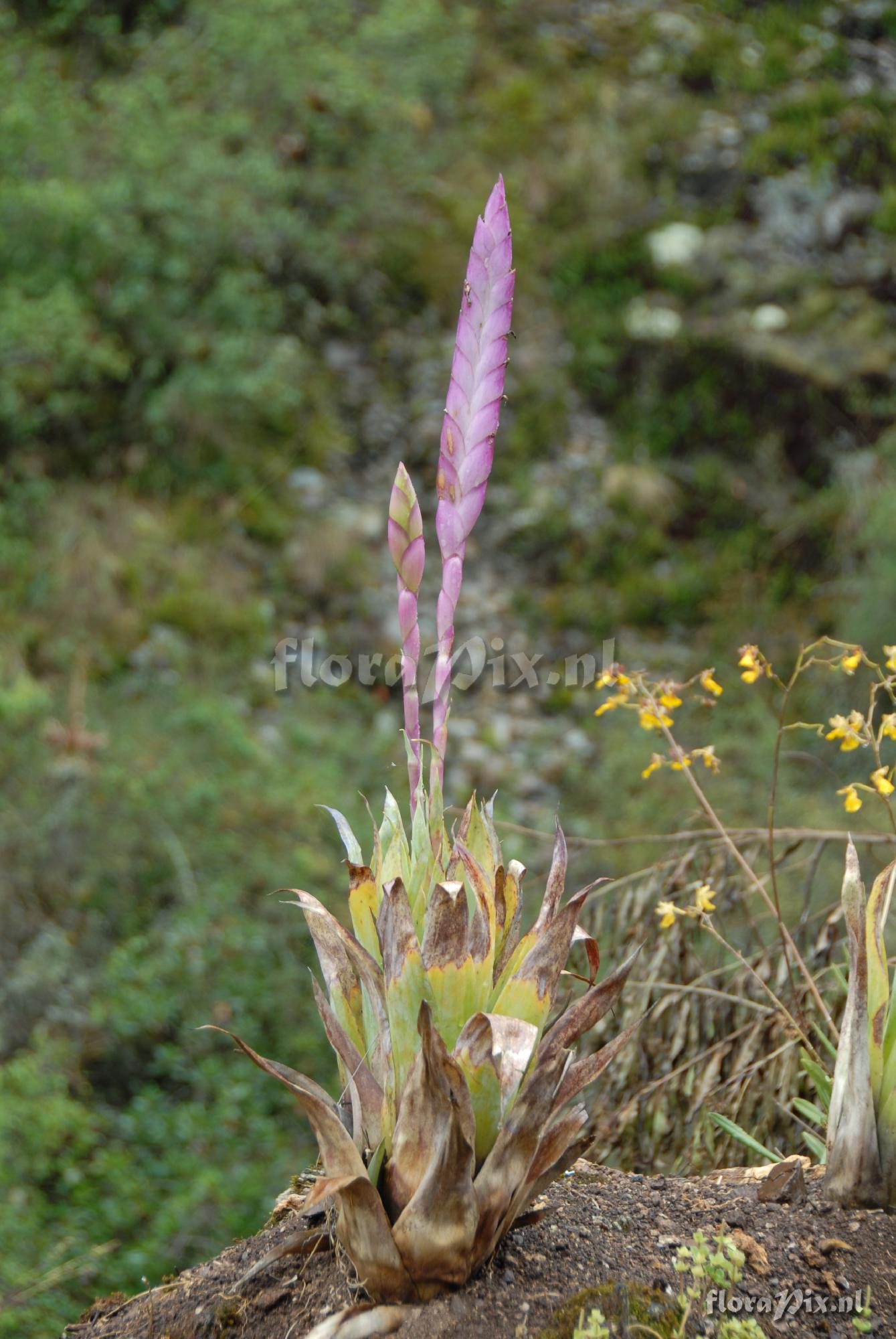 Tillandsia walteri