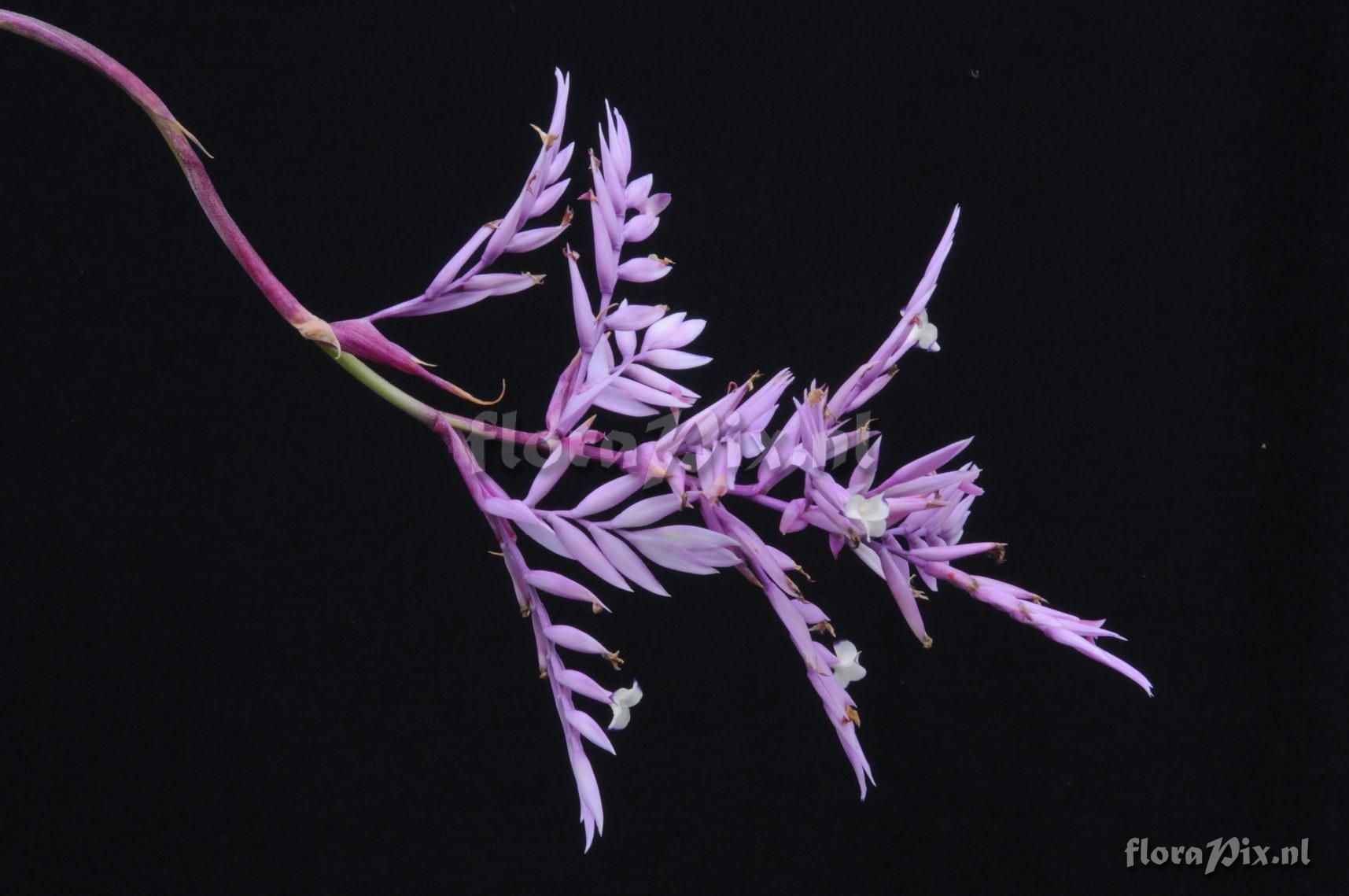 Tillandsia cacticola?