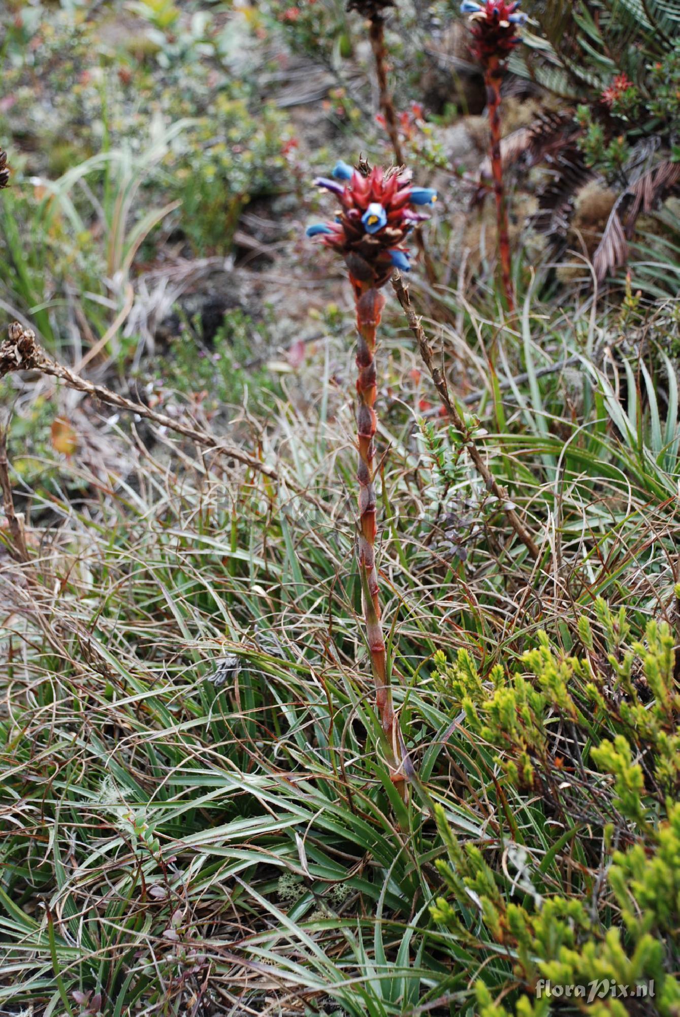 Puya eryngioides