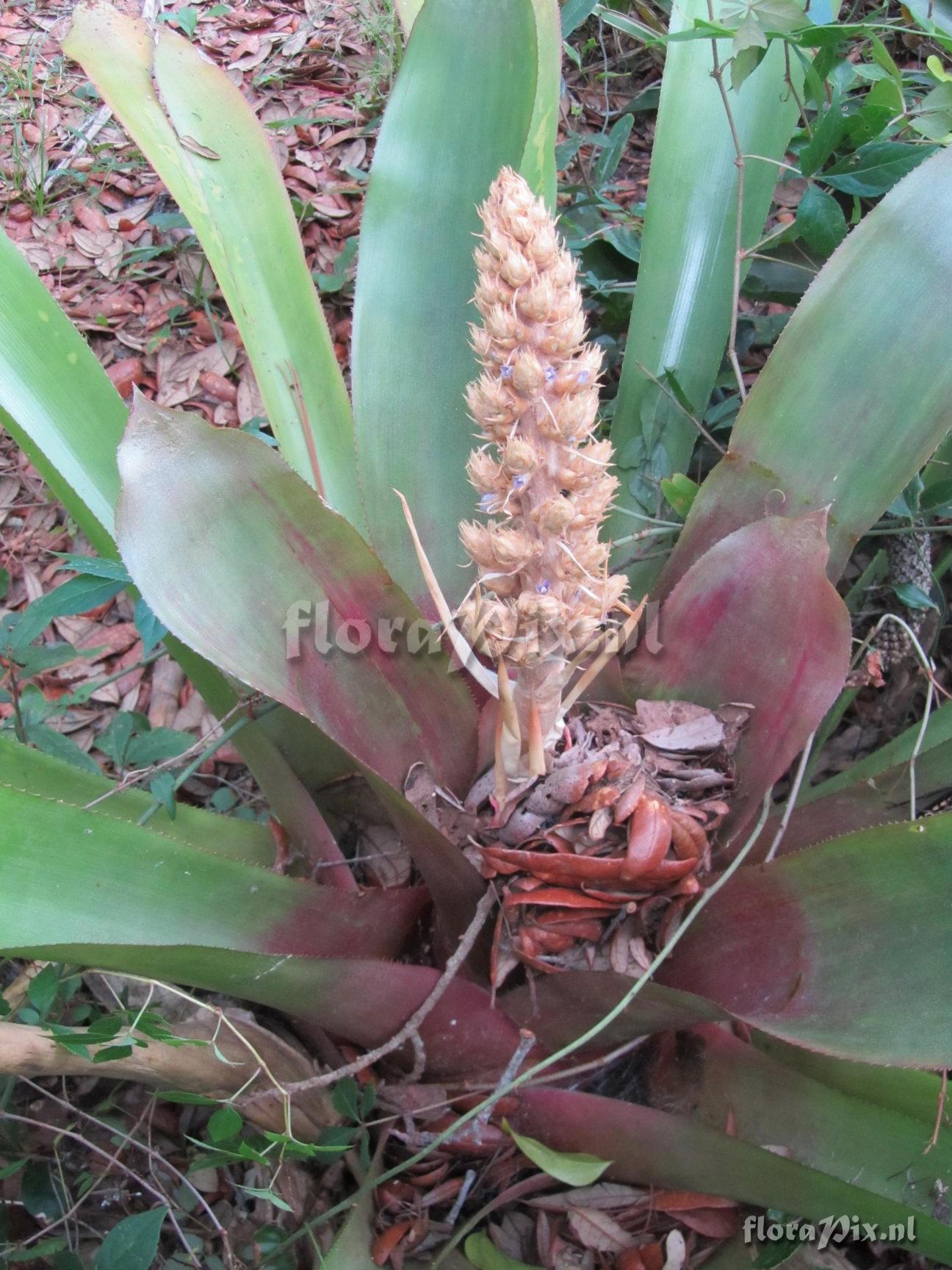 Hohenbergiopsis guatemalensis