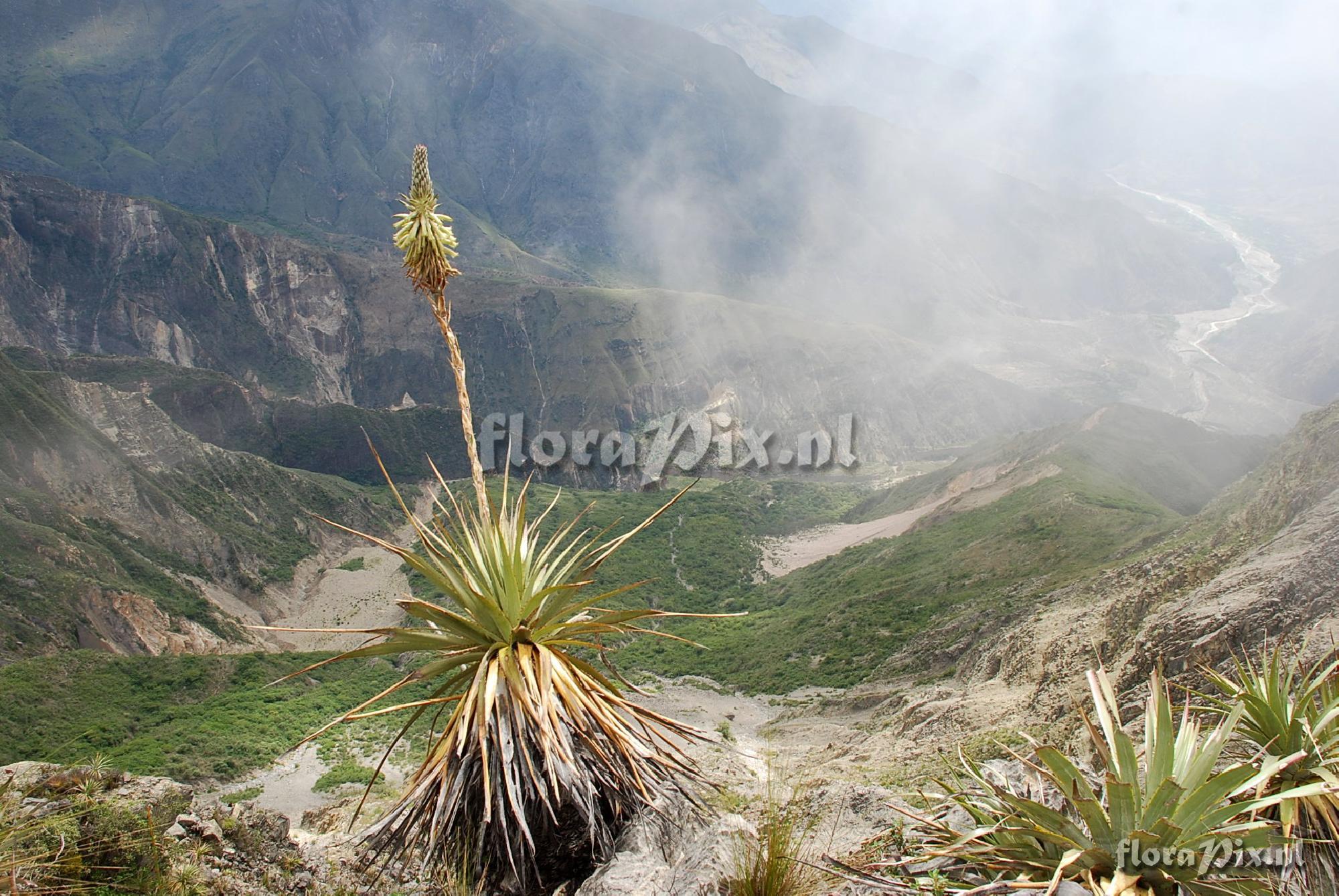 Puya spec.