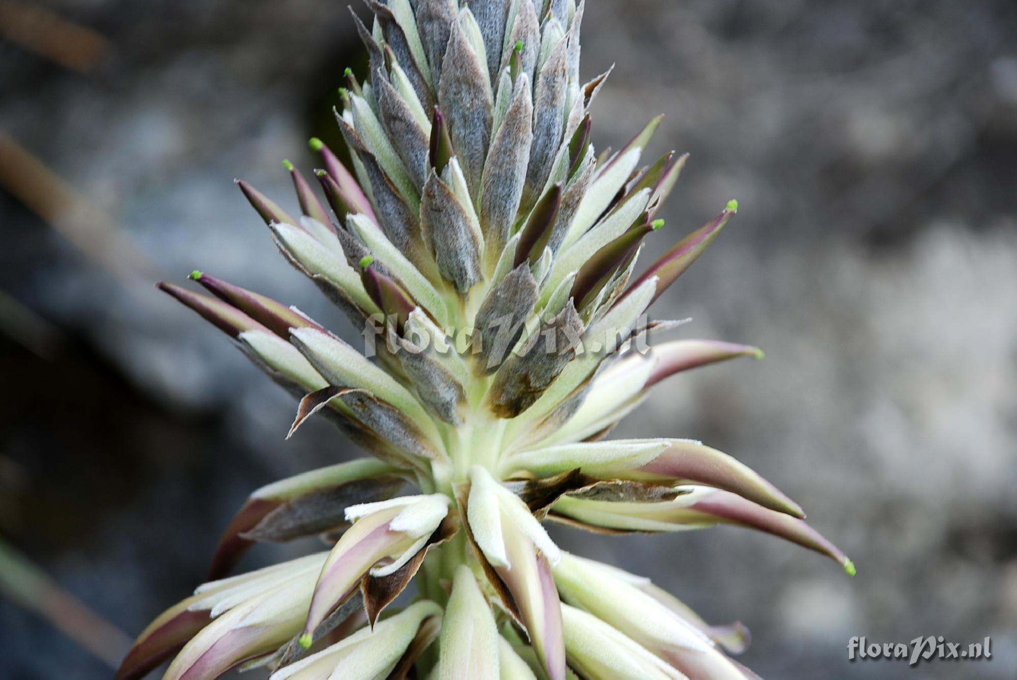 Puya spec.