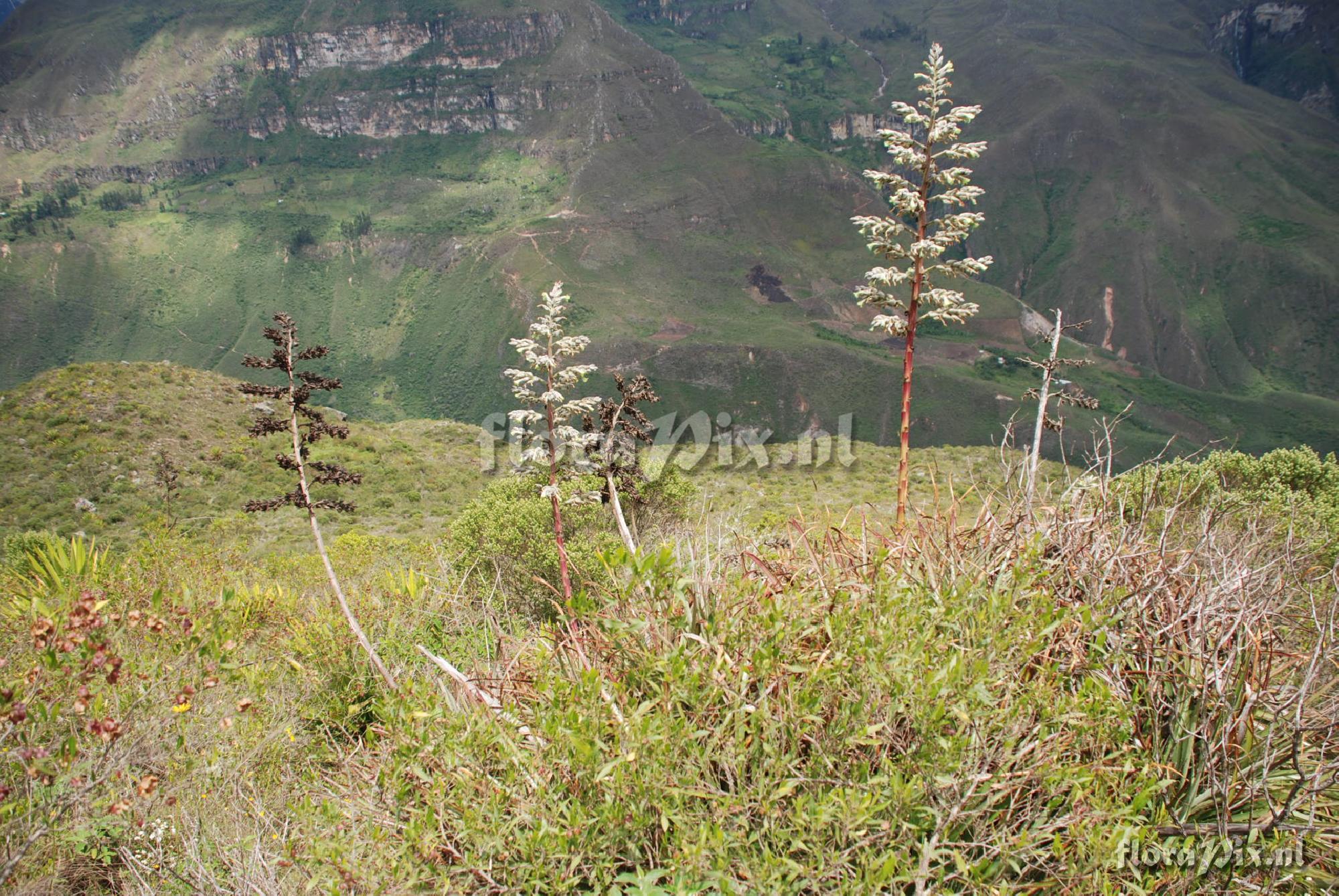 Puya cf. thomasiana