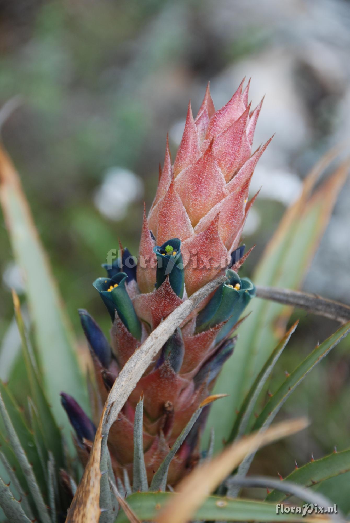 Puya 