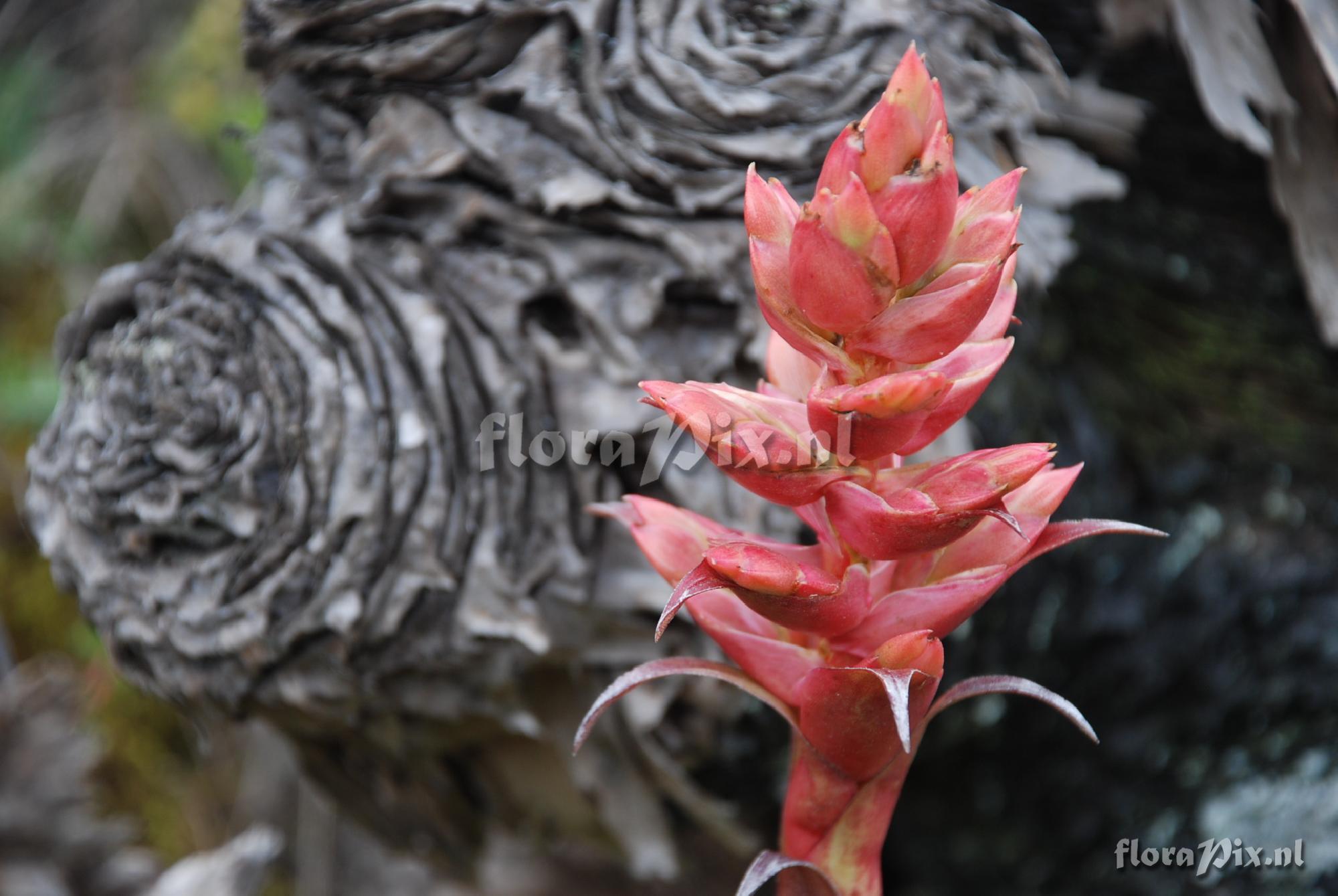 Tillandsia cf. sodiroi