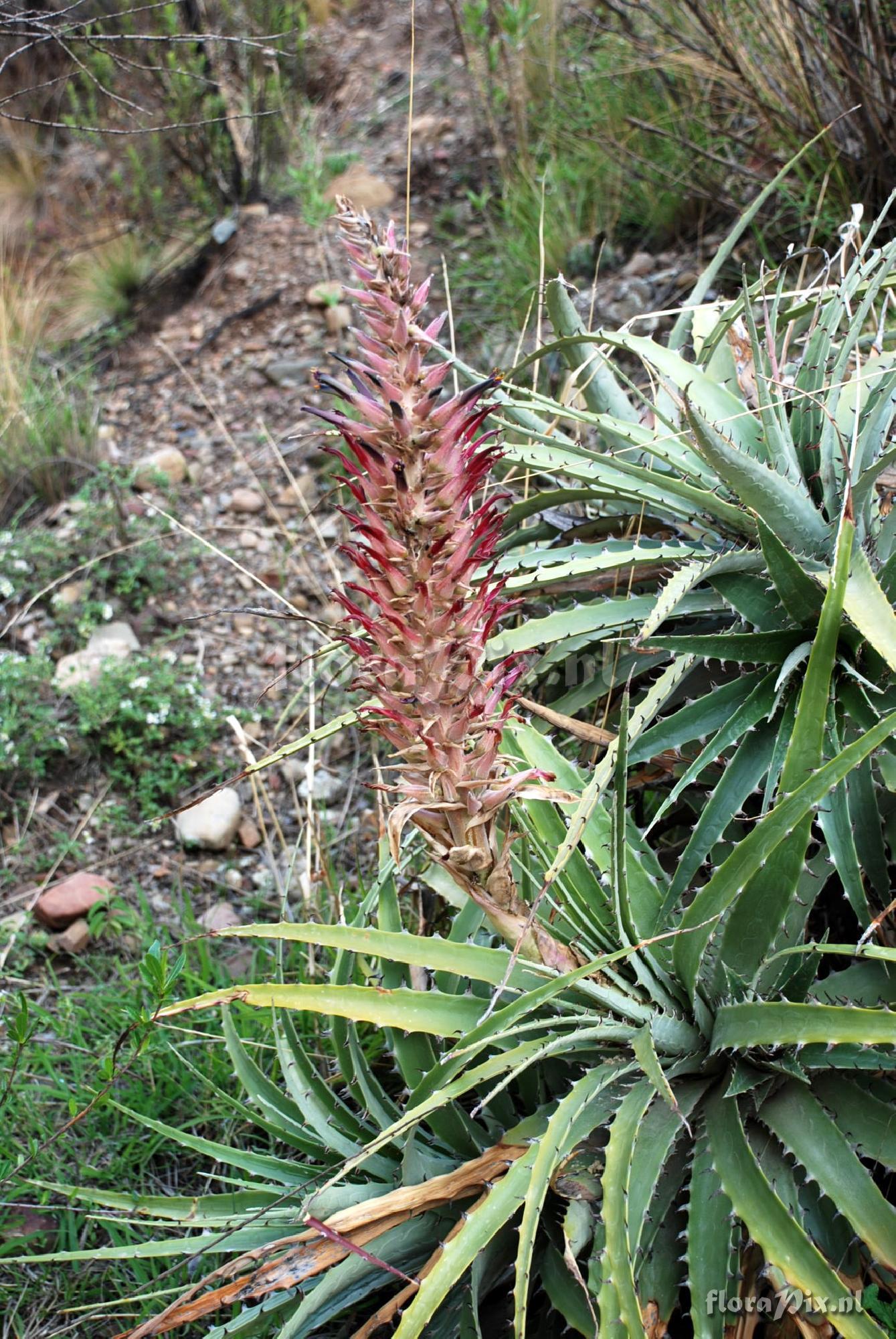 Puya 