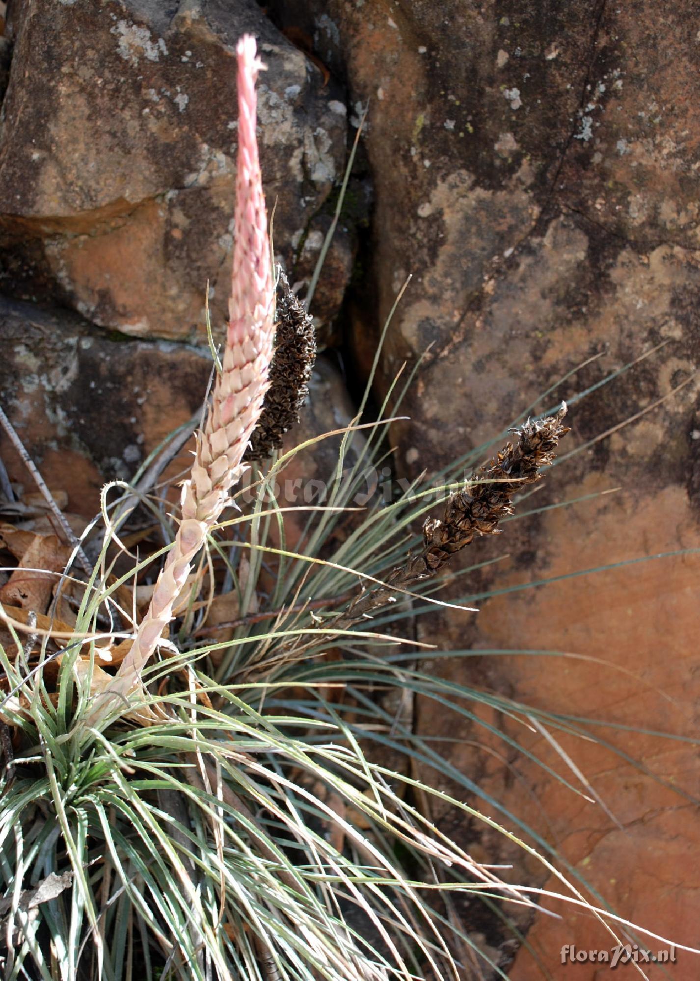 Puya 