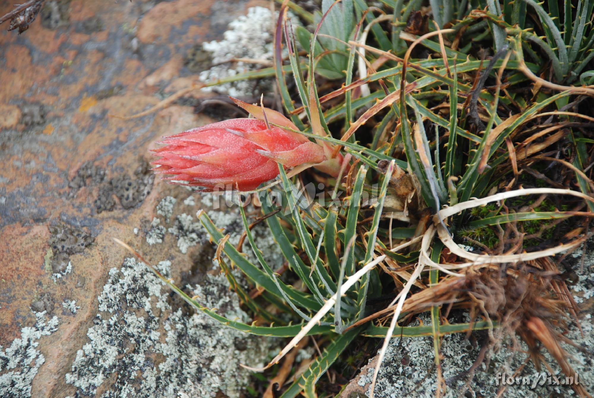 Puya 