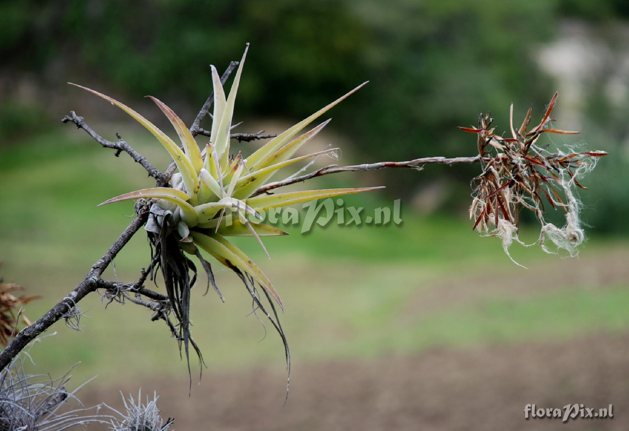 Tillandsia straminea